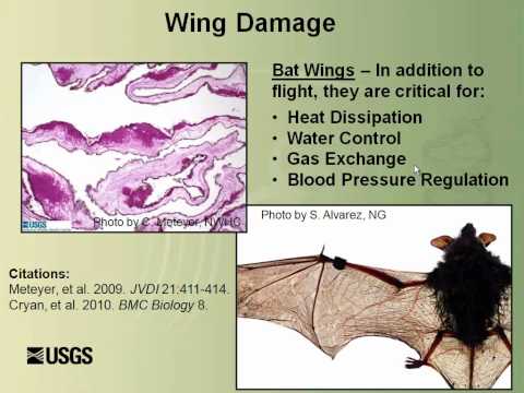 Bat white-nose syndrome: a new fungus among us