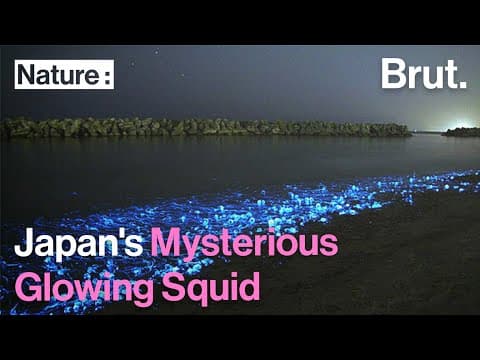 Japan's mysterious glowing squid