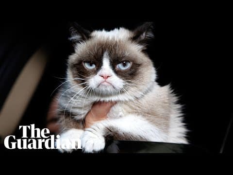 Grumpy Cat: internet's most famous cat dies aged seven