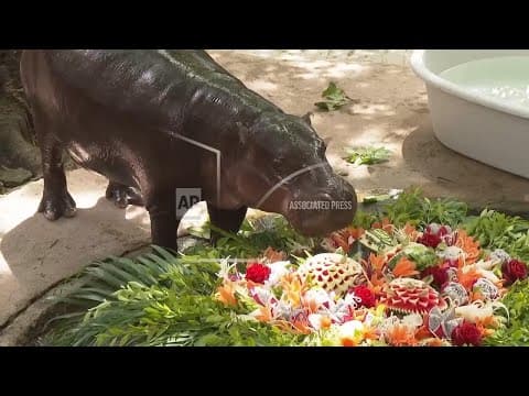 Global baby pygmy hippo superstar Moo Deng celebrates first birthday at zoo in Thailand