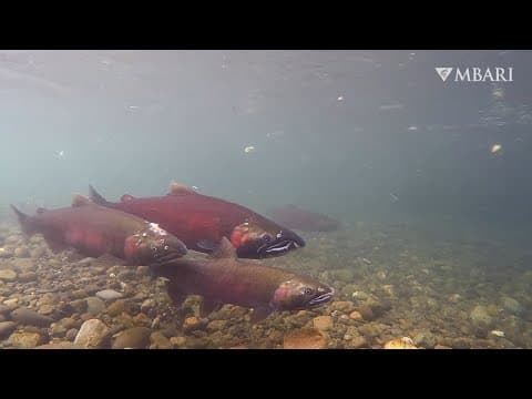 Fishing for eDNA: Robots help monitor a freshwater stream for a year