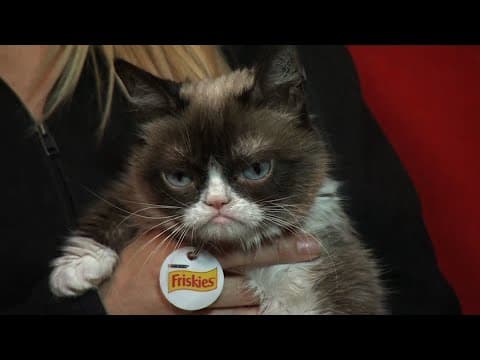 Internet sensation Grumpy Cat dies at age 7