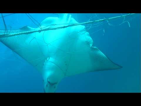 Operation Apex Harmony: Eagle Rays left to die in shark nets in Australia