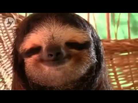 Sloth Chilling With a Little Smile