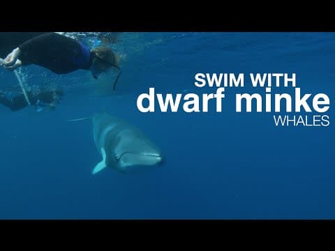 Swim with Dwarf Minke Whales