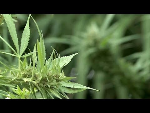 Over-the-Counter Marijuana Goes on Sale in Uruguay