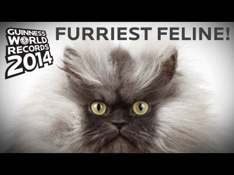 Colonel Meow - longest fur on a cat