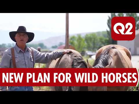 BLM Unveils 10-year Plan for Pryor Mountain Wild Horses