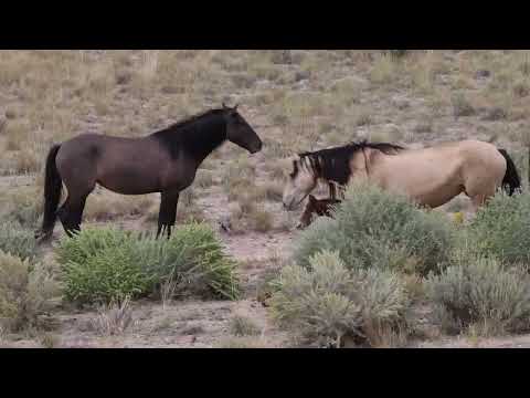 Onaqui North Herd - New Foal 30/09/2023