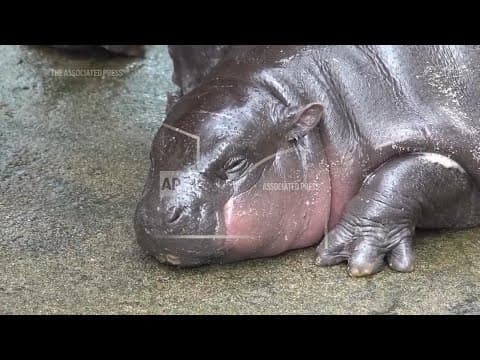 Thai zoo home to Moo Deng is patenting the pygmy hippo