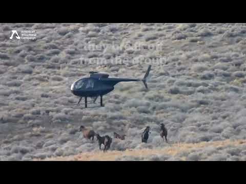 Scenes from East Pershing Wild Horse Roundup 2024