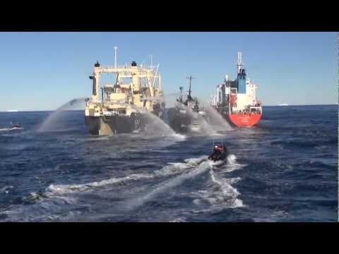 Nisshin Maru Boxes Bob Barker Between Itself and Fuel Tanker, Causes Multiple Collisions