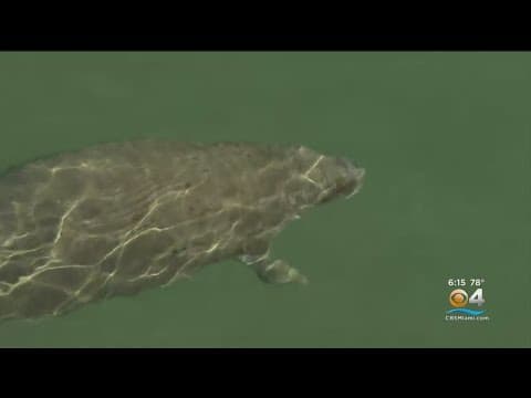 The Florida manatee die-off