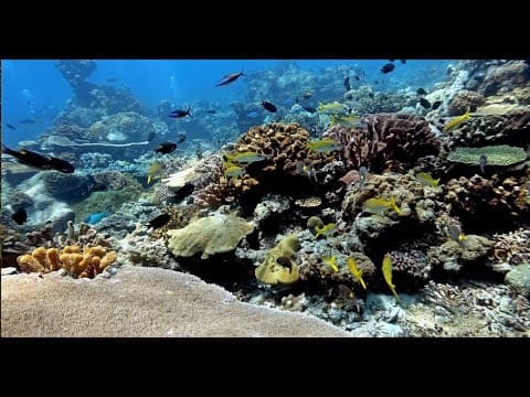 Solomon Islands at Rumalan Island (Russells) swim over nice reef, 4K