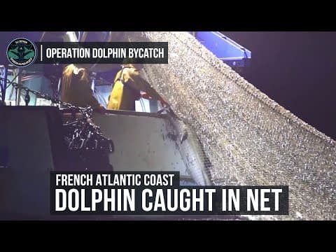 Sea Shepherd captures footage of dolphins killed in fishing nets off French Atlantic Coast
