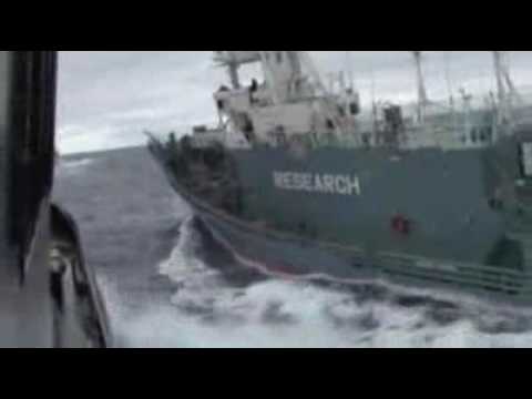 Sea Shepherd cops another collision