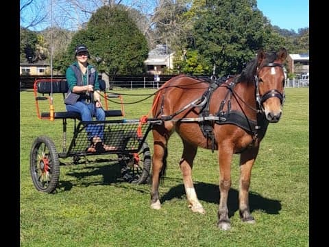 Gaz the Brumby