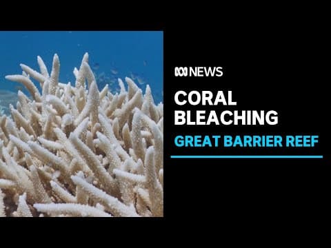 The 2022 La Niña bleaching