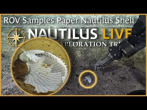 ROV Attempts Sample of Paper Nautilus Shell | Nautilus Live