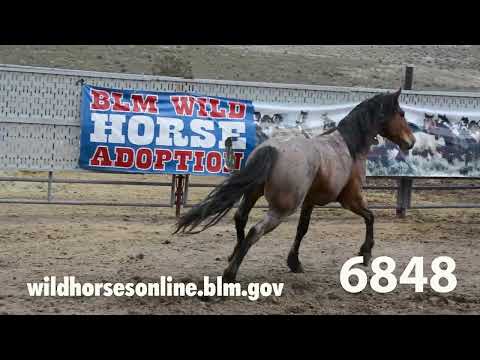 Wild Horse Adoption May 2022