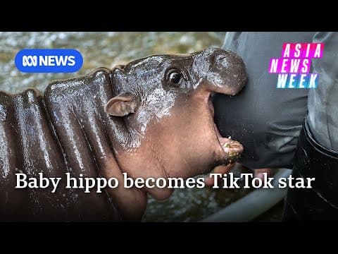Meet Moo Deng, Thailand's baby hippo with 2.7 million TikTok followers