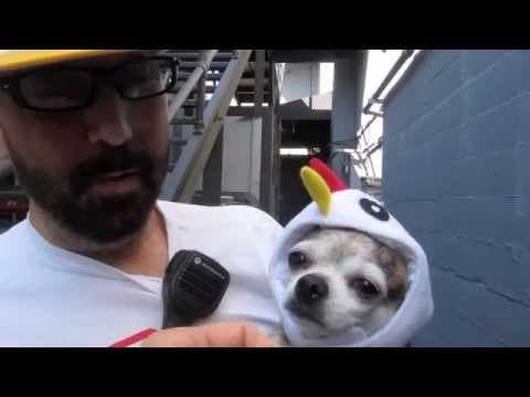 Chicken hat dog