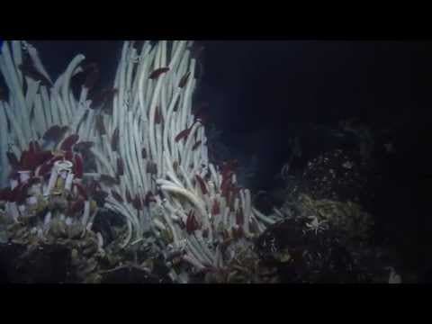 Giant tube worms of the Galápagos
