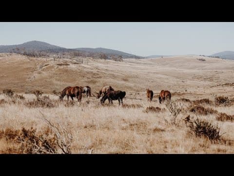 ‘Aerial shooting’ of Brumbies on the cards at Kosciuszko National Park