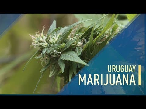 Uruguay's Cannabis Business Six Years After Legalisation
