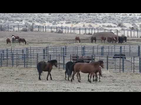 Icon of Freedom? - Scene and Herd Wild Horses