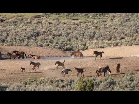 Full of Life - Scene and Herd Wild Horses