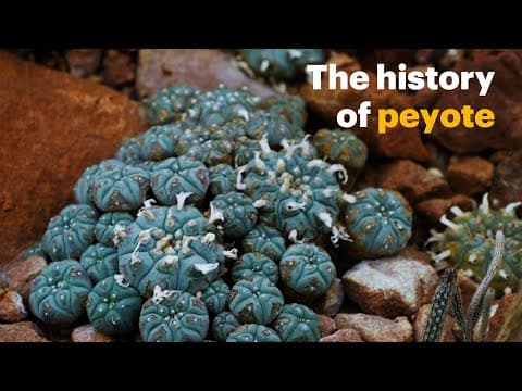 Psychedelics as Medicine: The History of Peyote | NOVA PBS