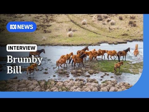 NSW to scrap law recognising heritage value of brumbies in Kosciuszko National Park | ABC NEWS
