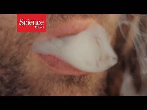 Science: oldest evidence of cannabis smoking unearthed at Jirzankal