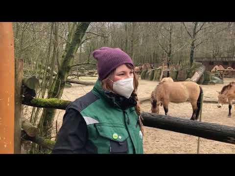 Wildes Münster - Przewalski Pferde