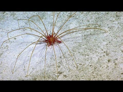 Deep Sea Spider Update from an Expert | Nautilus Live