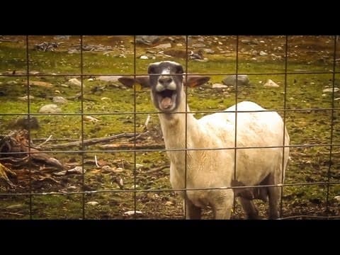 The Screaming Sheep (Original Upload)
