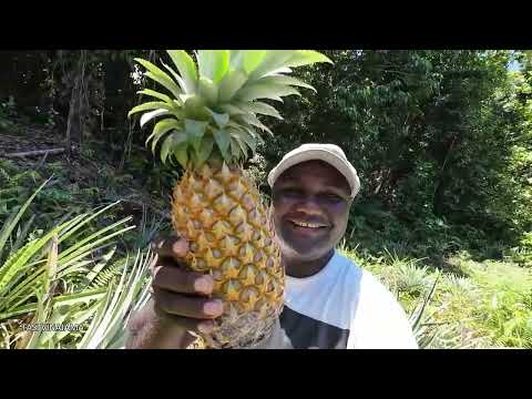 My dad surprised us on his pineapple garden after a long trip