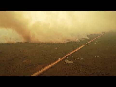 Animals in the fire