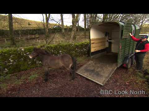 Exmoor ponies being introduced to Malham Tarn, as seen on Look North