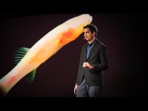 What Blind Cavefish Reveal About Evolution