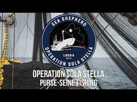 How Illegal Purse-Seine Fishing Decimates Marine Wildlife