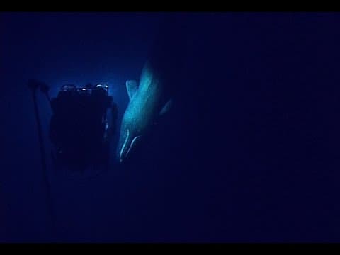 Rare sperm whale encounter with an ROV