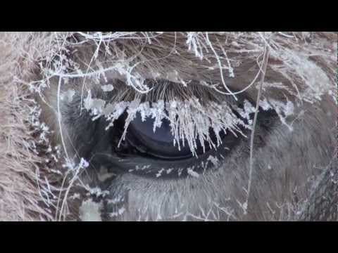 Yakutian Horses Who Never Freeze in Siberia Russia. Якутские лошади в Якутии