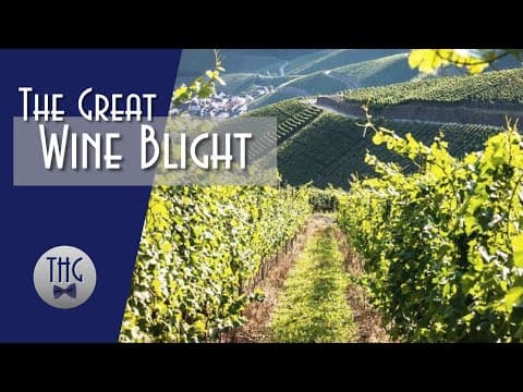 The great wine blight