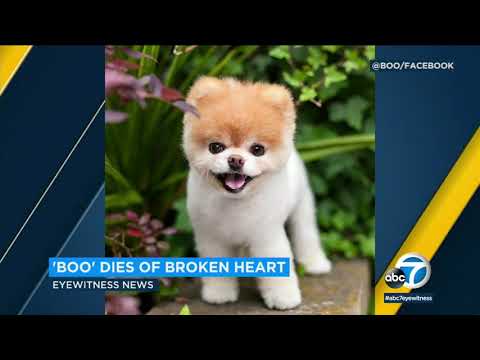 Boo the Pomeranian dies of broken heart, owners say