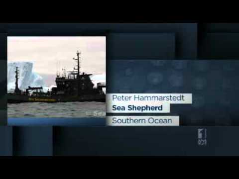 Sea Shepherd celebrates victory
