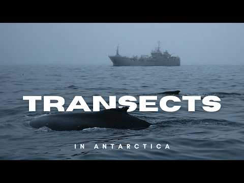 Why Are Whales Feeding Where Industry Operates?