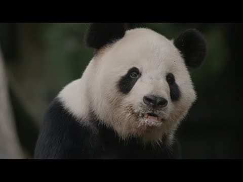 Keeper Connections: Tian Tian