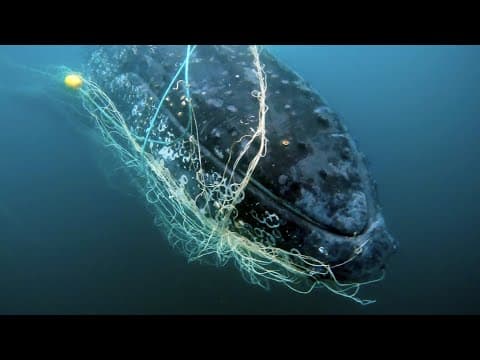 Sounds of distress: young whale entangled in Gold Coast Shark Nets